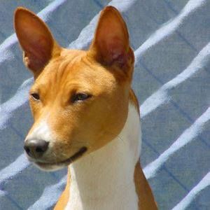 Meet your Posher, Adam